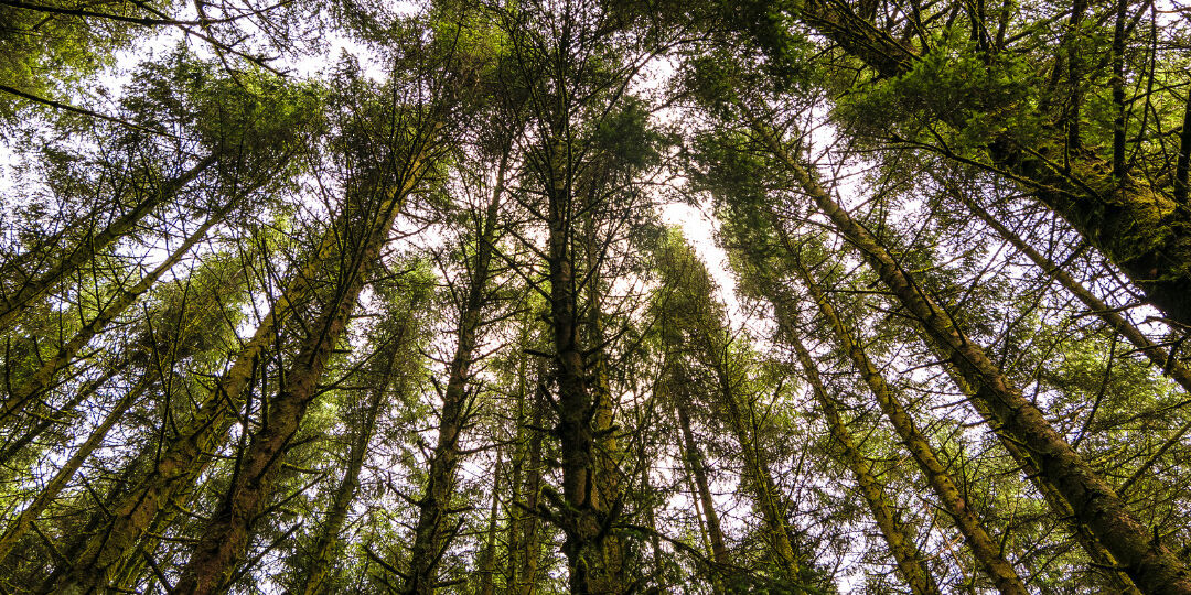 Mass Timber (2)